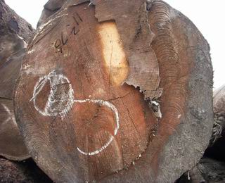 ����鿴��ɼԭľ�Ŵ�ͼƬ