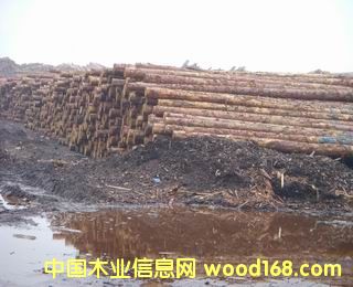 ����鿴��Ҷ��ԭľ����ϸ����