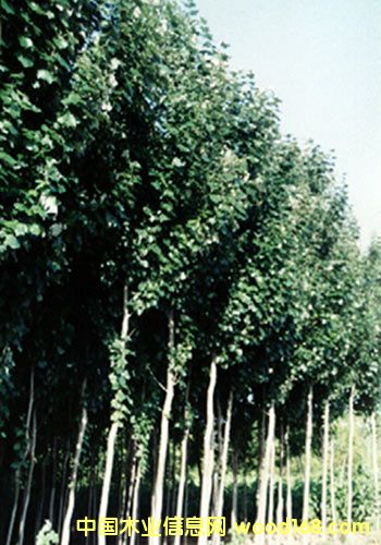 ����鿴��ľԭľ�Ŵ�ͼƬ