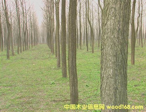 ����鿴5000Ķ�ɲ��������� �Ŵ�ͼƬ