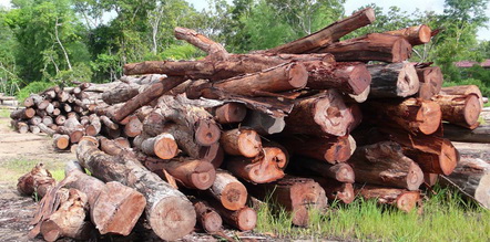 ����鿴����ľ,��֦ľ�Ŵ�ͼƬ