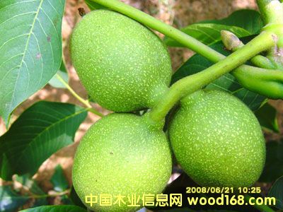 ���Ǻ���