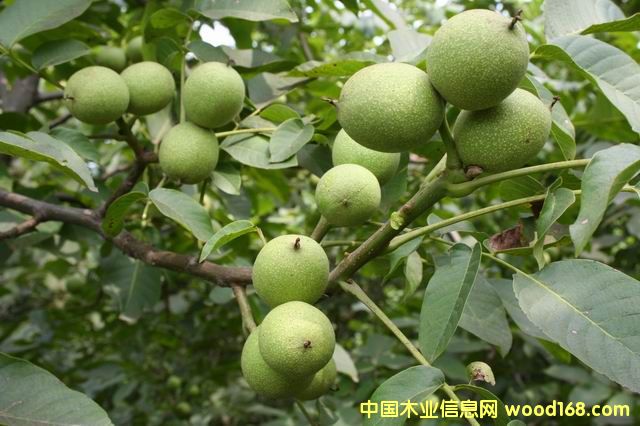 ���������ľ