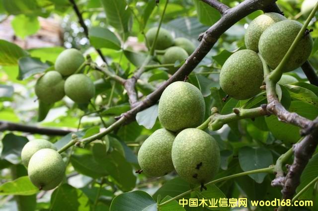 ���Ǻ�����