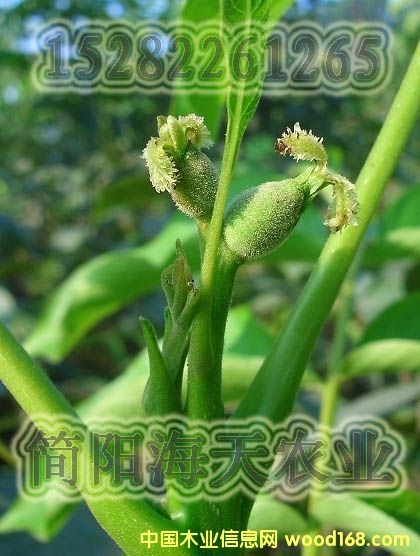 ����������ͼƬ