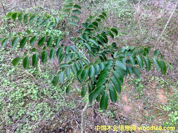 ����鿴�ƻ���Ŵ�ͼƬ