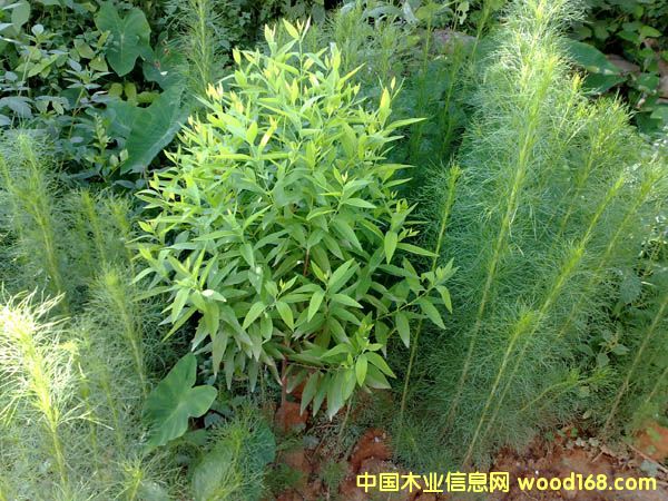 ����鿴̴��Ŵ�ͼƬ