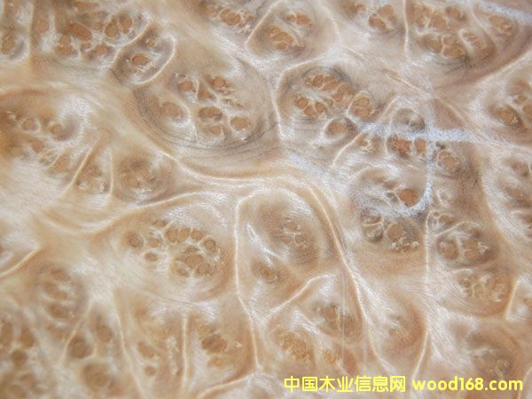 ɽ�������