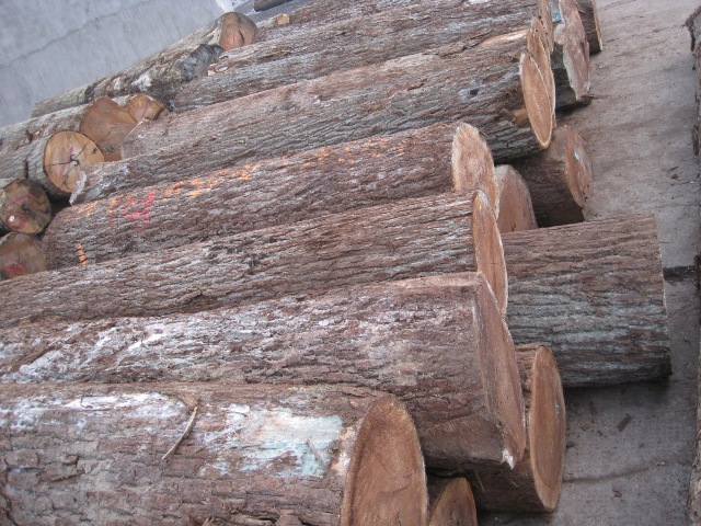 �����ں���ԭľ