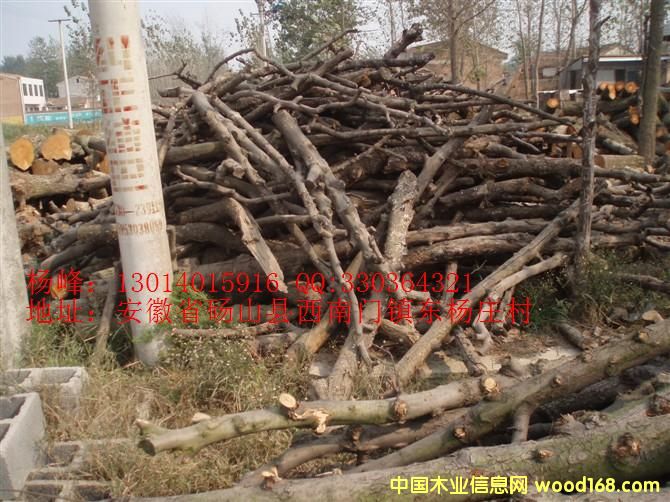 ����鿴��ľ�Ŵ�ͼƬ