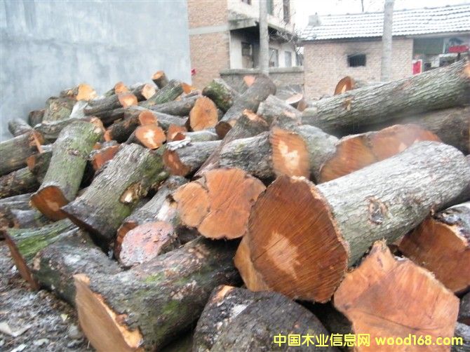 ��ľ����