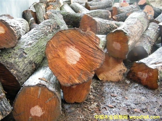 ��ľ����