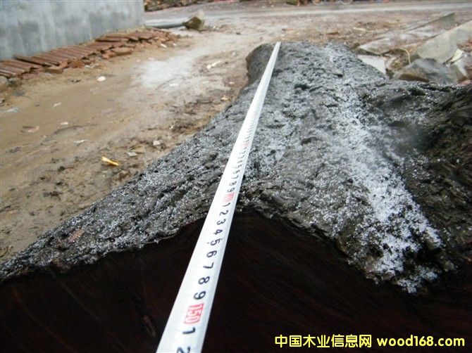 ��ľ����