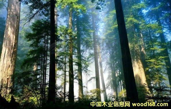 ɼ������ɭ��