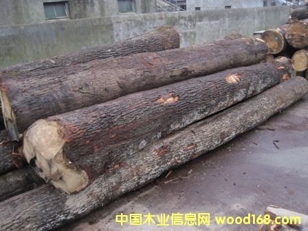 ŷ�ް���ԭľ