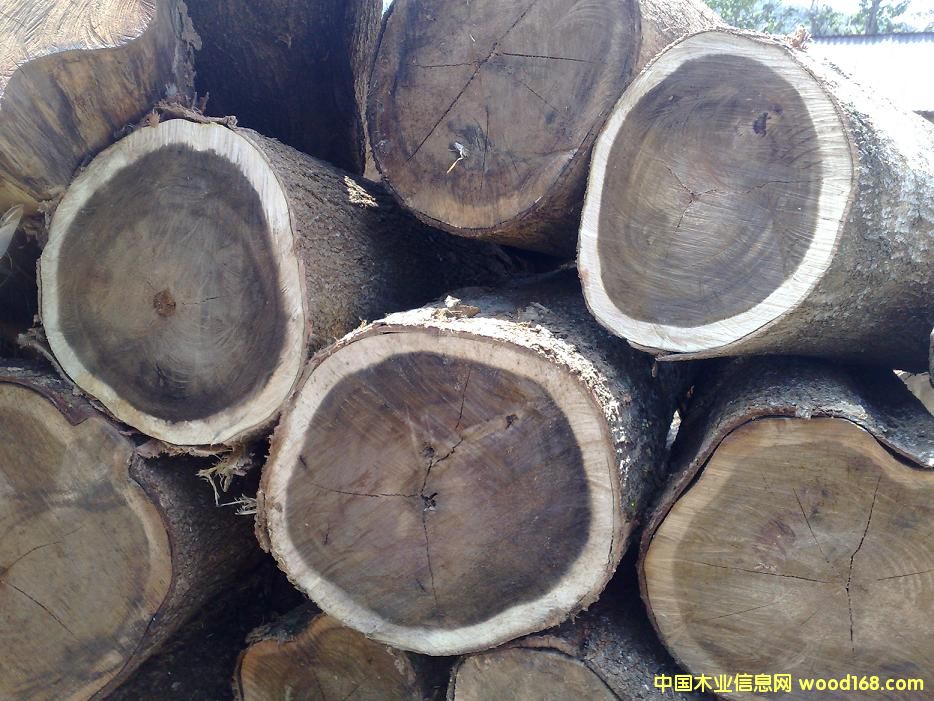 ACACIA MANGIUM˼ľԭľ