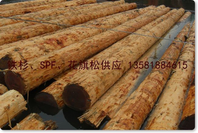 鿴 Douglas Fir ԭľ JŴͼƬ