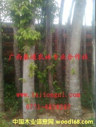 ����ľ����ϸ����