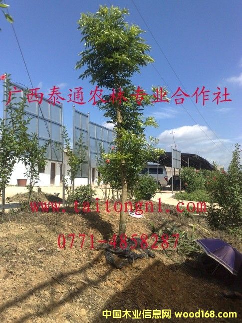 �ƻ���ľ����ϸ����