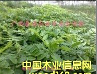 �ƻ��� �ƻ����� �ƻ�����ֲ���� ����̩ͨ���ľ�����ϸ����