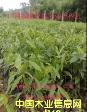 ���� ������ ������ֲ���� ����̩ͨ����������ϸ����