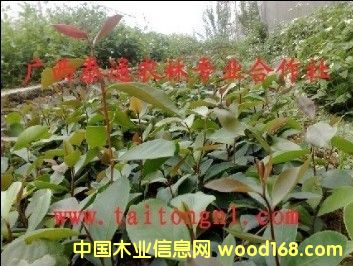 �Ͳ� �Ͳ��� �Ϫ��֦�Ͳ� �Ͳ���ֲ���� ����̩ͨ���ľ�����ϸ����