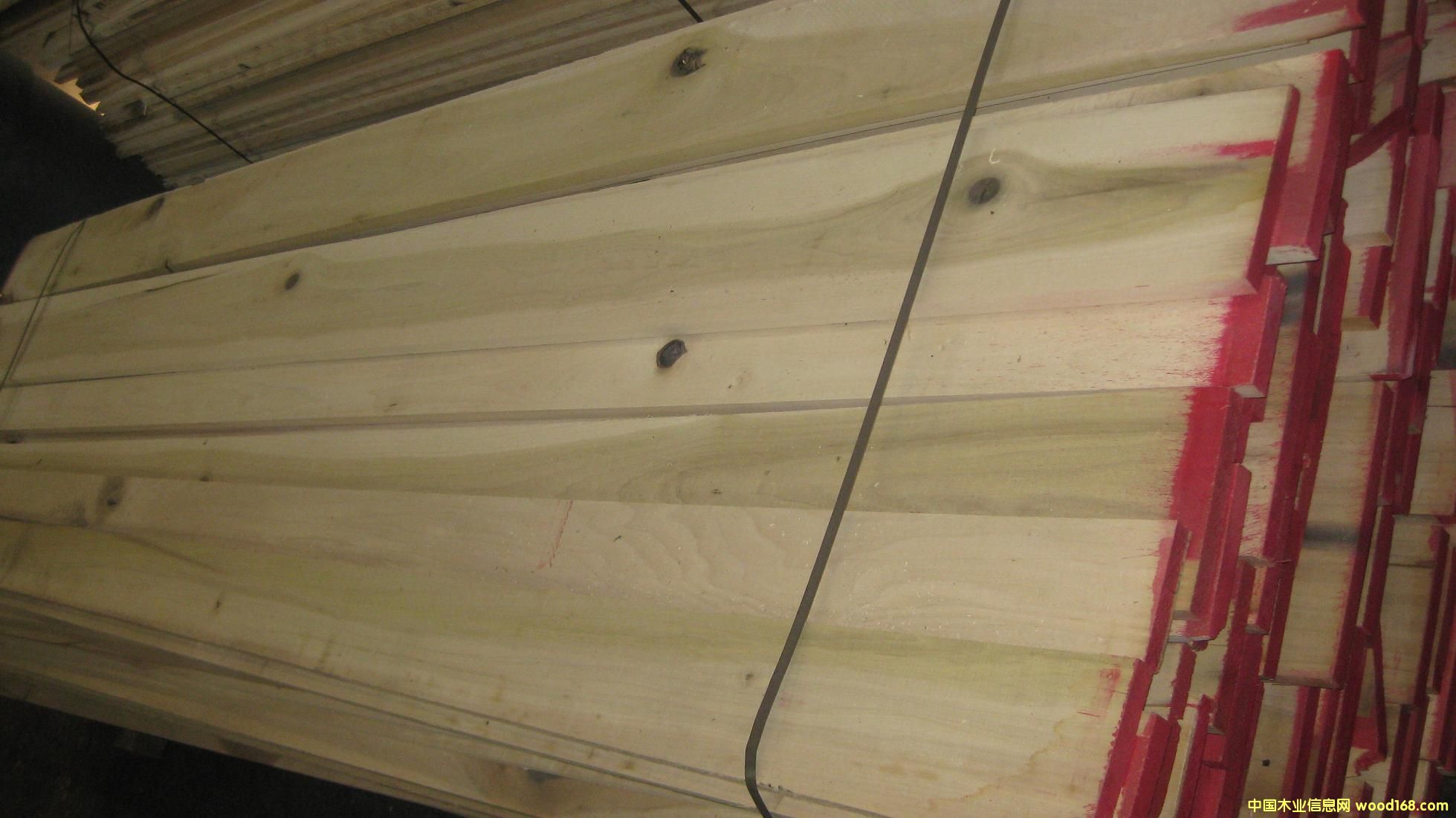 ����ľ(POPLAR)