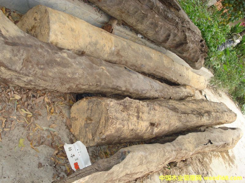 ����鿴ˮ��ľ����ľ�Ŵ�ͼƬ