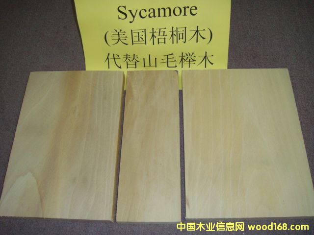 ͩ Sycamoreϸ