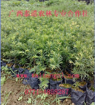 �춹ɼ�����̩ͨ�춹ɼ�����ϸ����