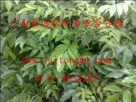 ��ľ����̩ͨ��ľ����ص���ϸ����