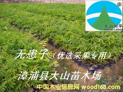 [] ޻磨չʵsoapberry)