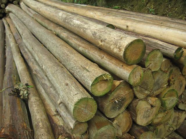 ����鿴������ɫɼľԭľ�Ŵ�ͼƬ