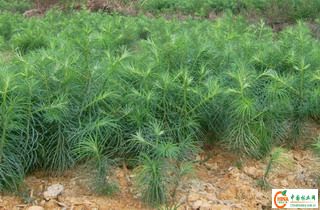 杉树苗的详细介绍