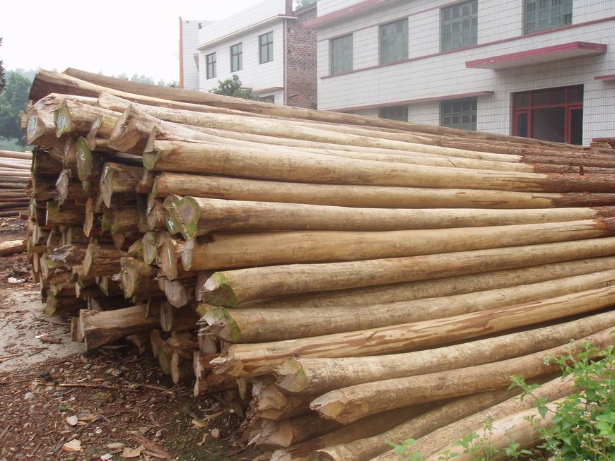 杉木的详细介绍