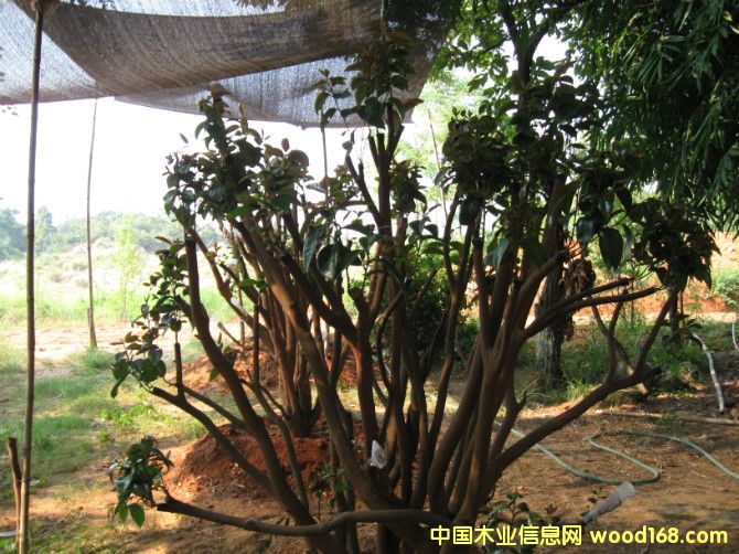 ����鿴��軨���Ŵ�ͼƬ