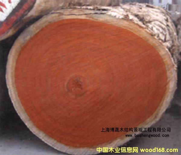 山樟木的详细介绍