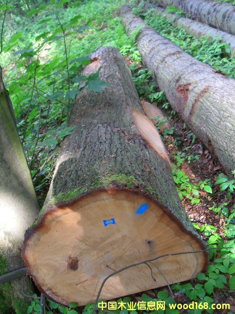 ����鿴���ڰ���ľ����ľ�Ŵ�ͼƬ