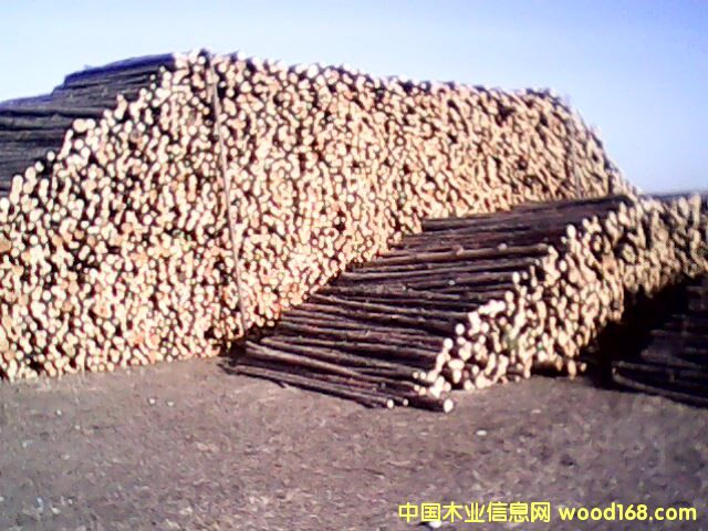 ����鿴��Ҷ�ɷŴ�ͼƬ