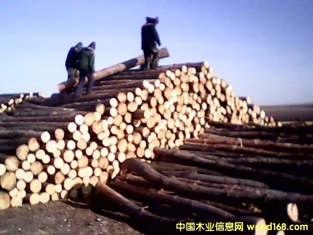 ����鿴��Ҷ�ɷŴ�ͼƬ