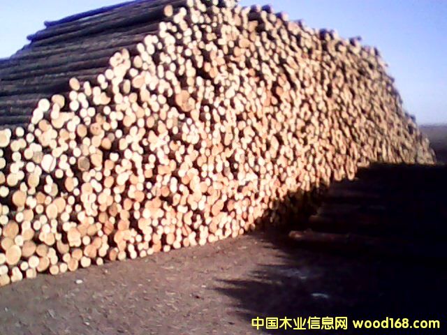 ����鿴��Ҷ�Ŵ�ͼƬ