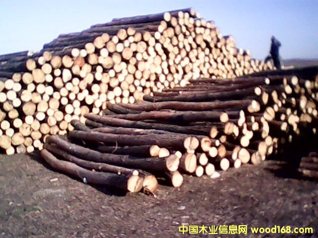 ����鿴��Ҷ�ɷŴ�ͼƬ