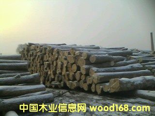 特优榆木的详细介绍