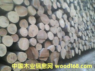 特优黄菠萝原木的详细介绍