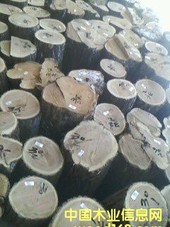 特优楸木原木的详细介绍