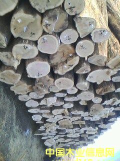 特优柞木的详细介绍