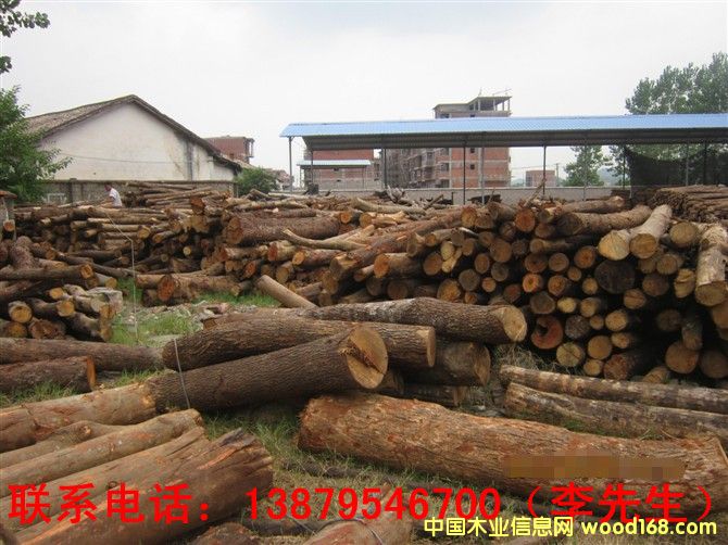 杂木的详细介绍