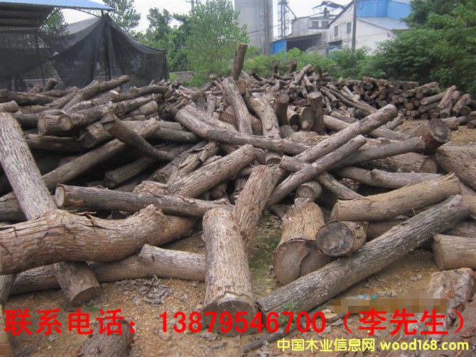 香樟木的详细介绍