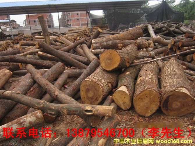 荷木的详细介绍