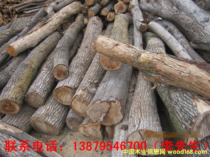 青冈木的详细介绍